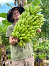 Banana Plant 'Mona Lisa' (FHIA-02)