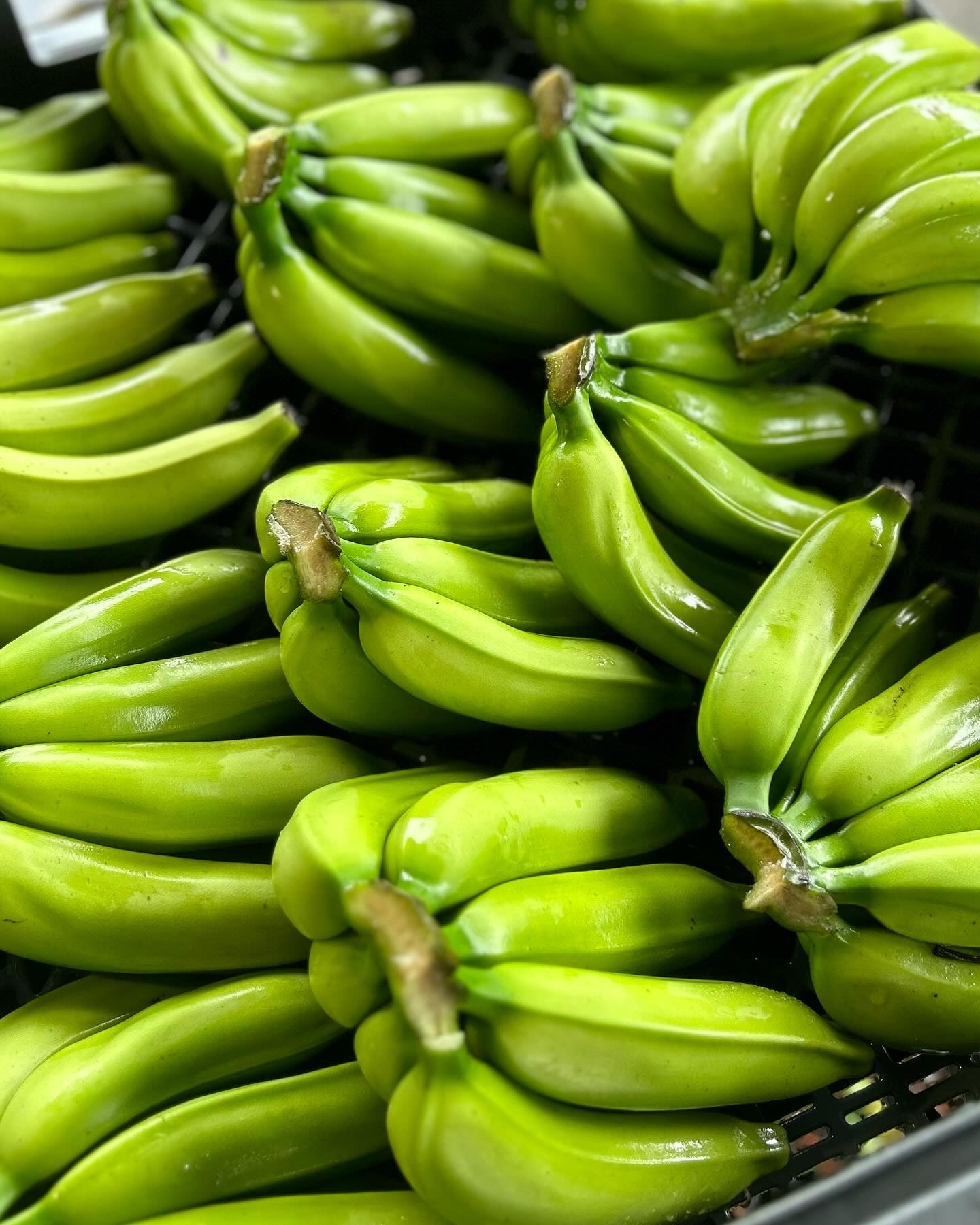Banana Plant 'Mona Lisa' (FHIA-02) – Incredible Edible Landscapes