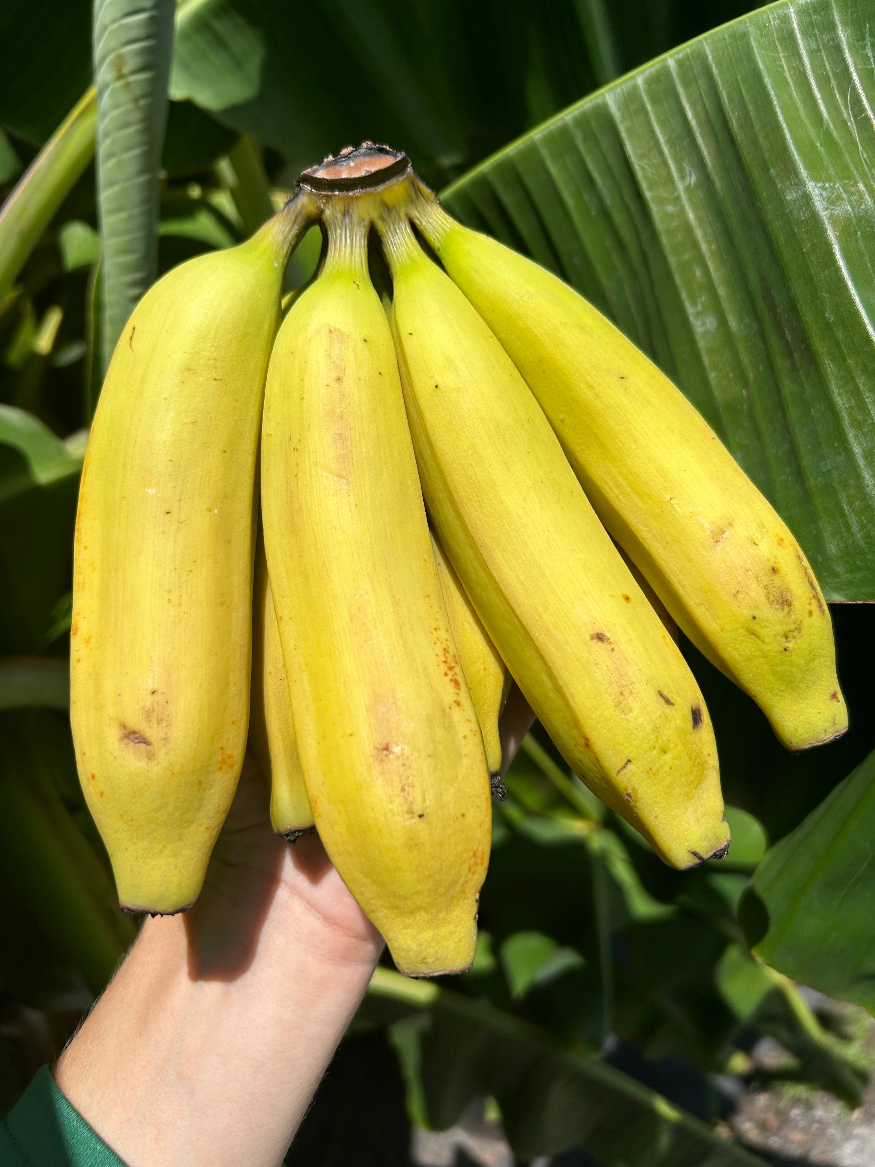 Banana Plant 'Mona Lisa' (FHIA-02) – Incredible Edible Landscapes