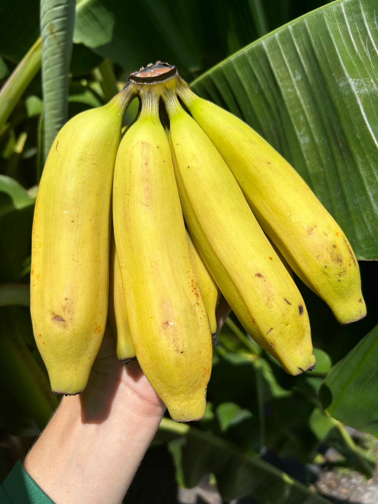 Banana Plant 'Mona Lisa' (FHIA-02)