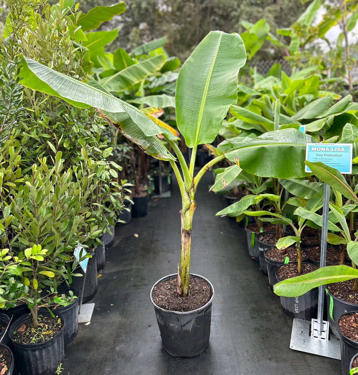 Banana Plant 'High Noon' SH-3640