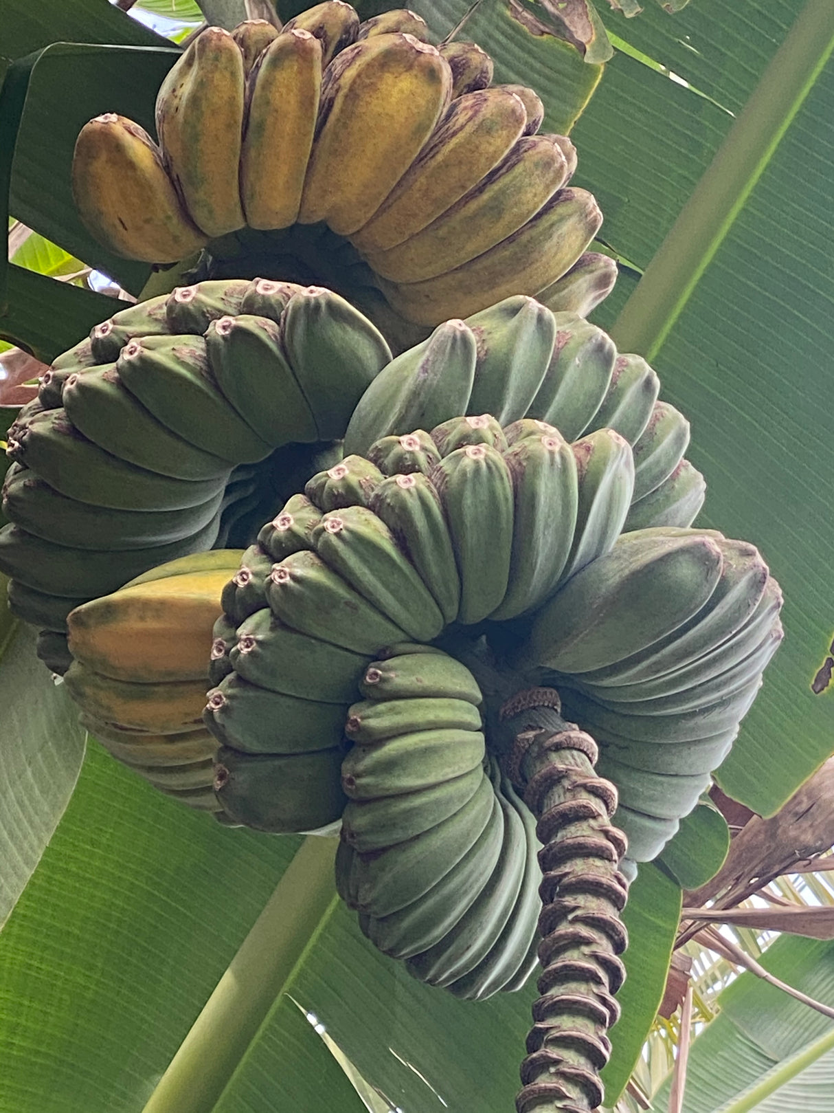 Banana Plant 'Praying Hands'