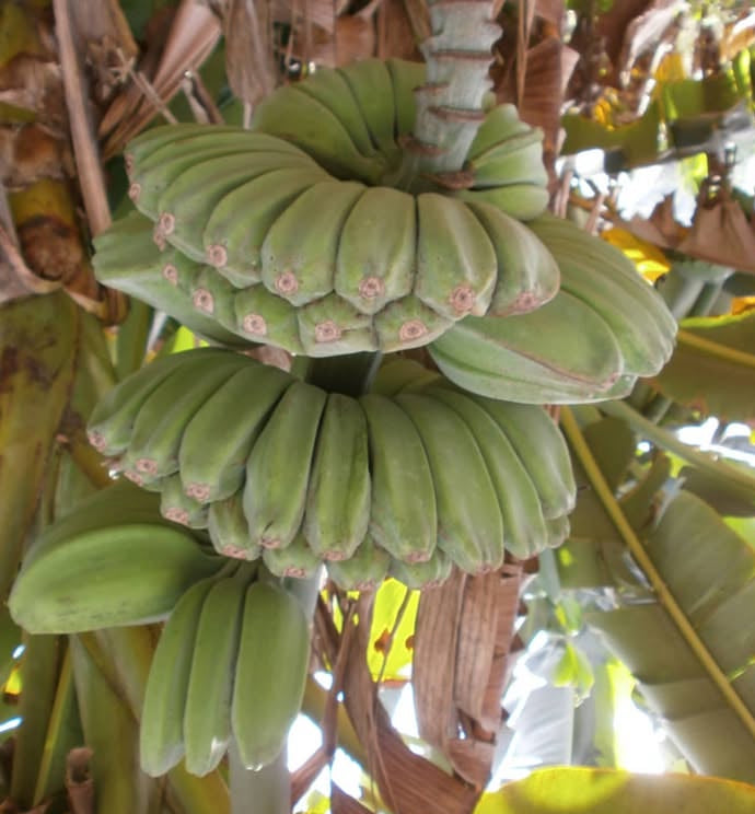 Banana Plant 'Praying Hands'