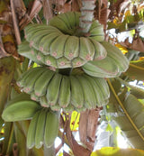 Banana Plant 'Praying Hands'