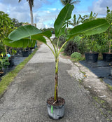 Plantain Plant 'Dwarf Puerto Rican'