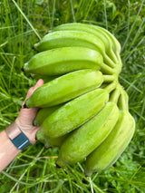 Banana Plant 'Tall Namwa'