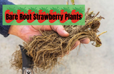 PREORDER Organic Strawberry Plants - Bare Root
