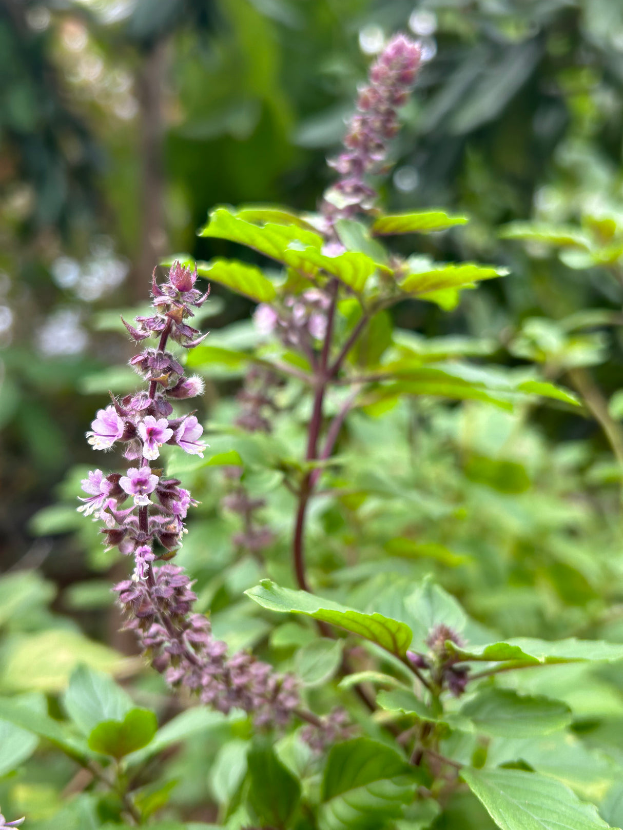 Basil Plant  ‘African Blue’