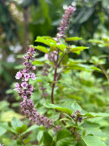 Basil Plant  ‘African Blue’