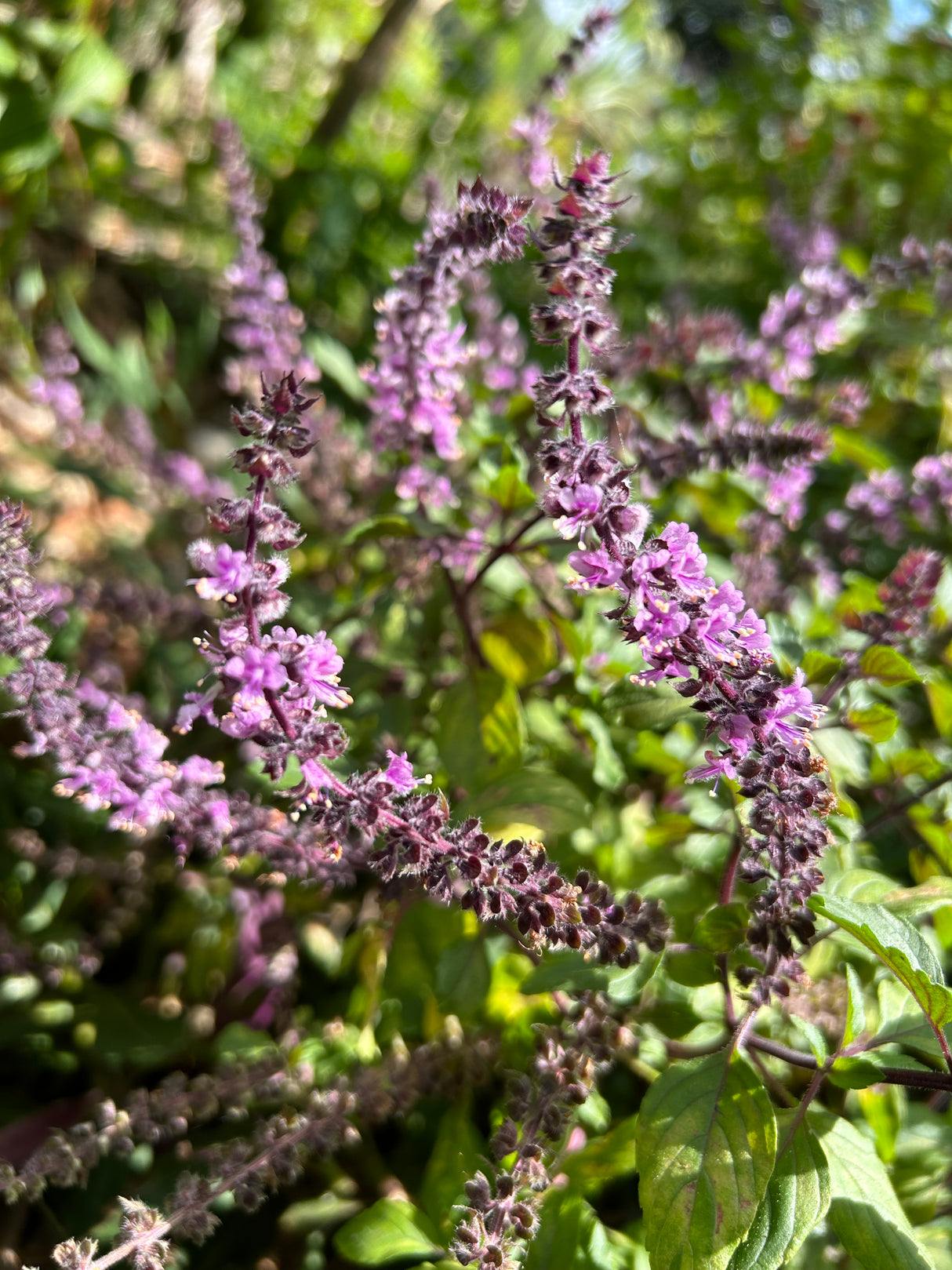 Basil Plant  ‘African Blue’