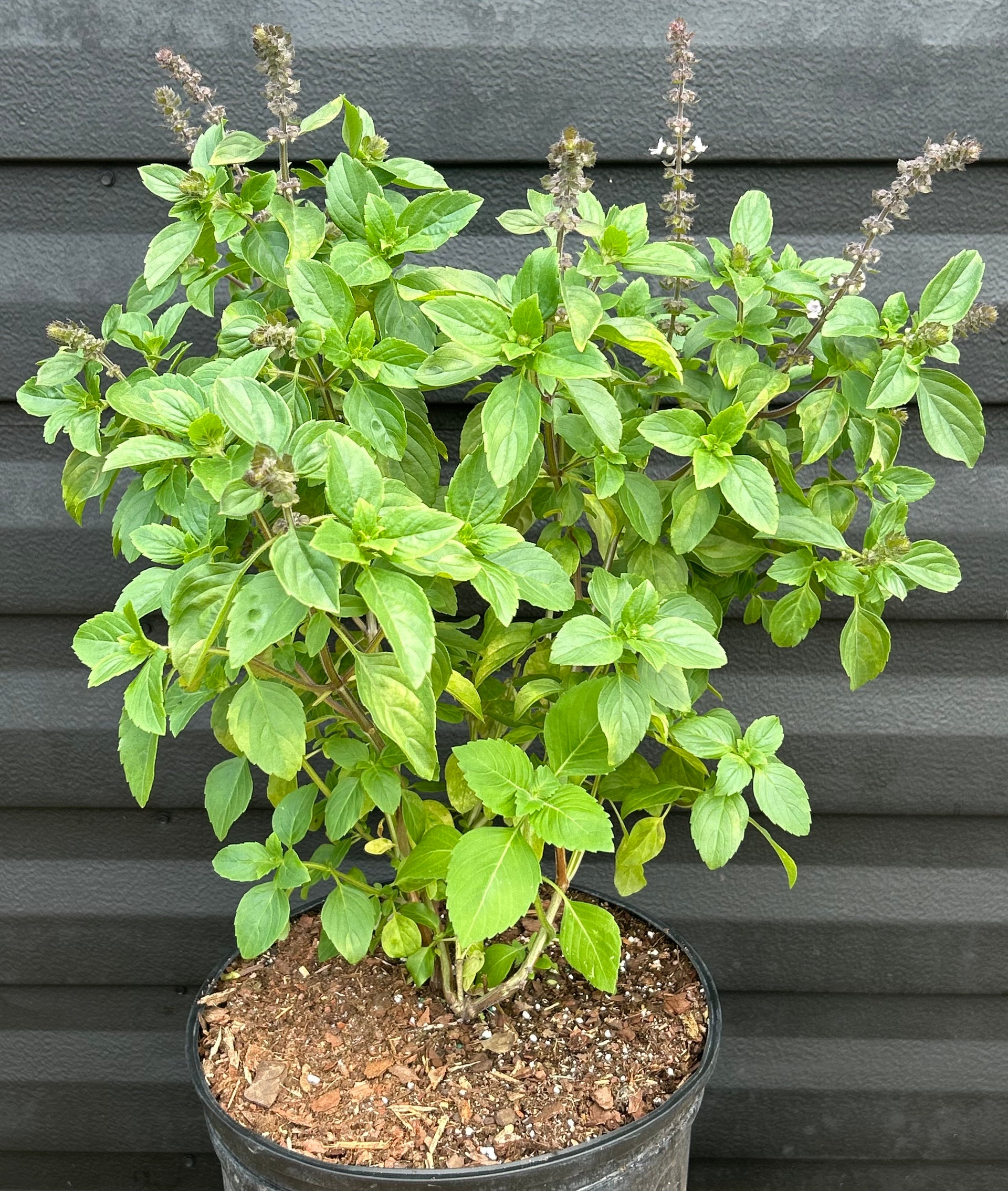 basil house plant Basil Plant ‘African Tree’