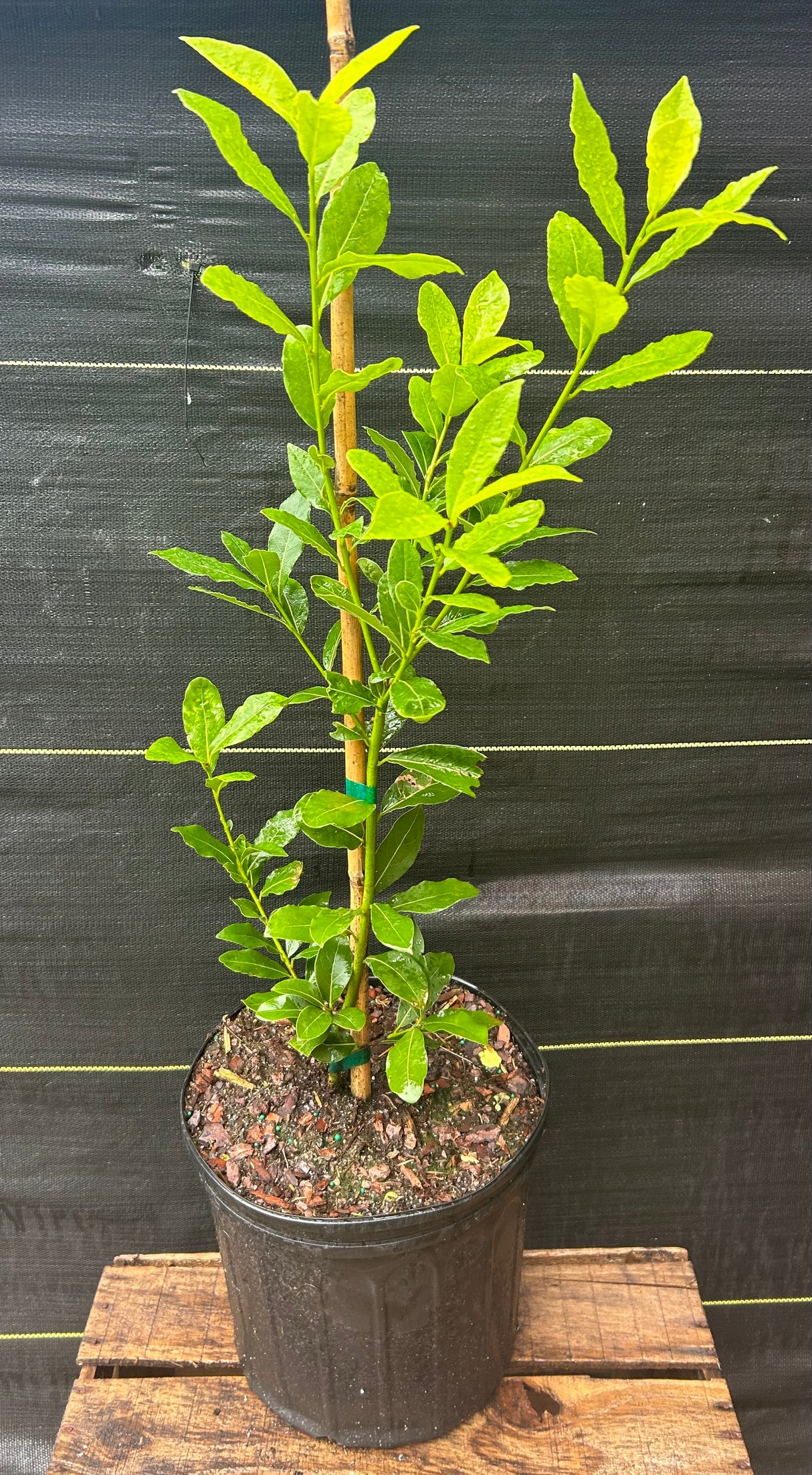 Bay Leaf Tree