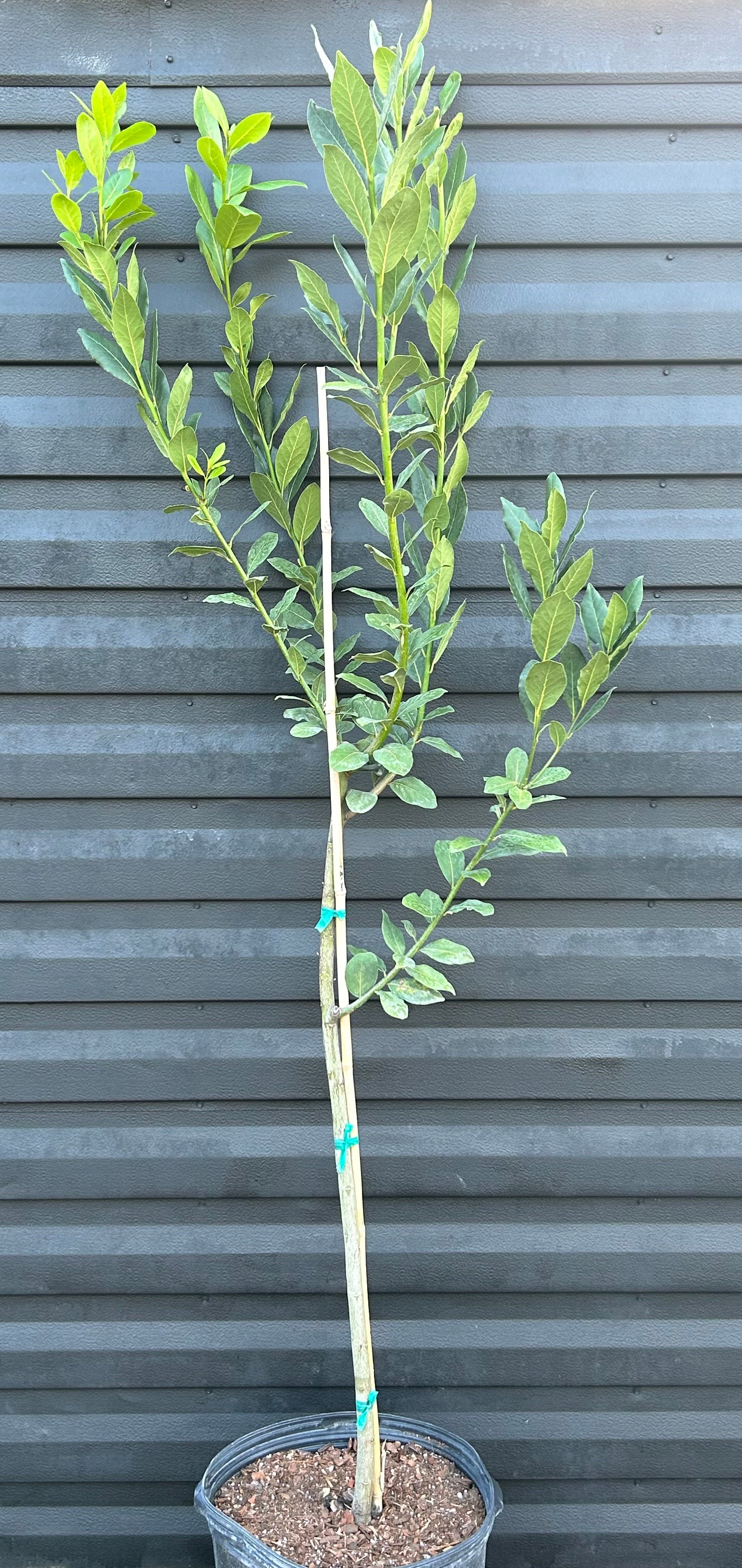 bay tree house plant Bay Leaf Tree – Incredible Edible Landscapes