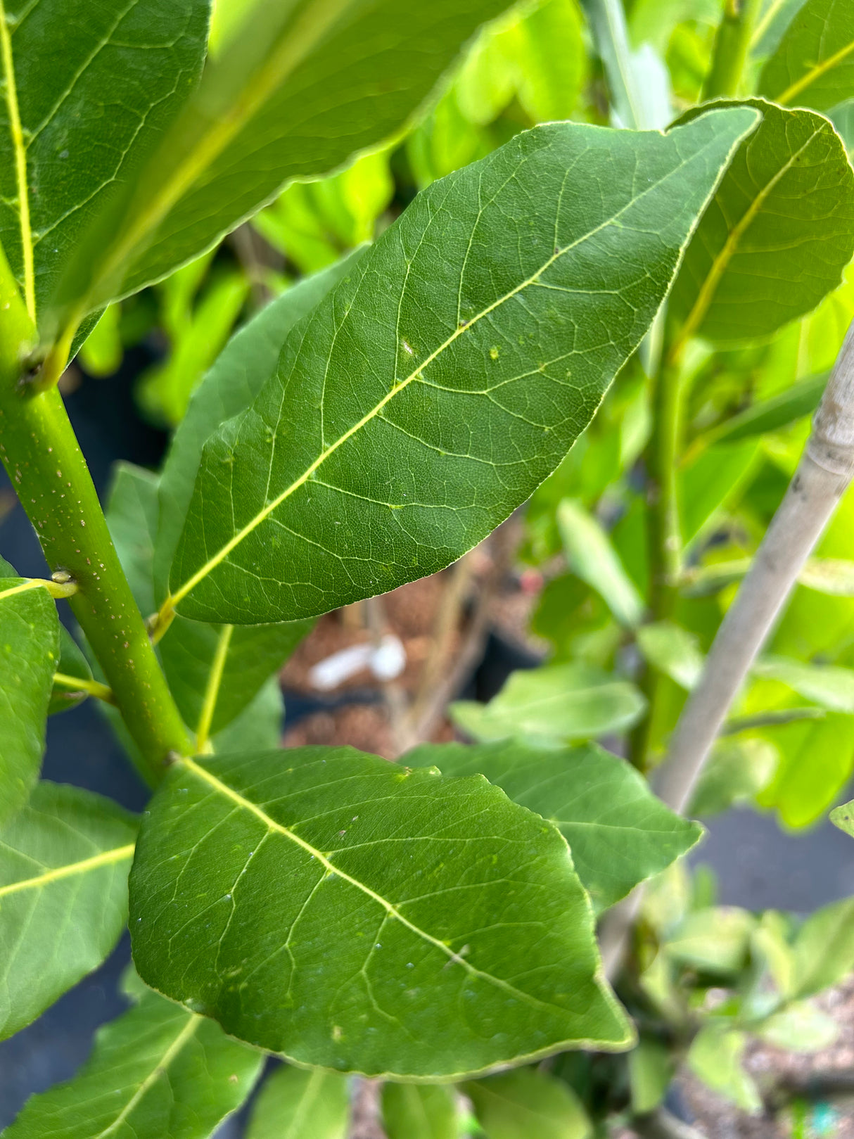 Bay Leaf Tree
