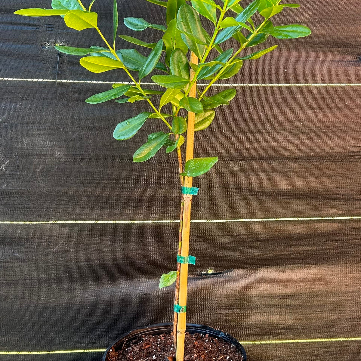 Bay Rum Tree – Incredible Edible Landscapes