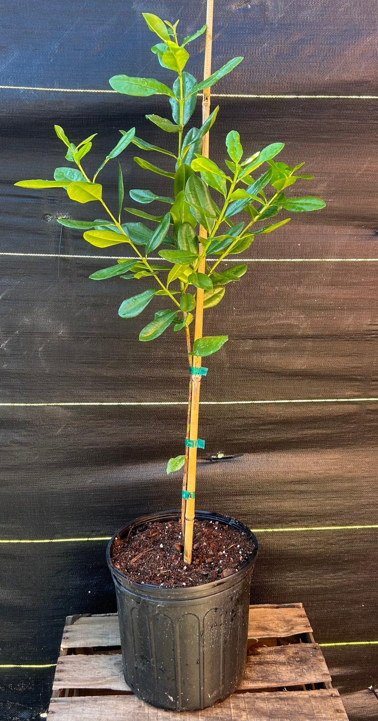 Bay Rum Tree
