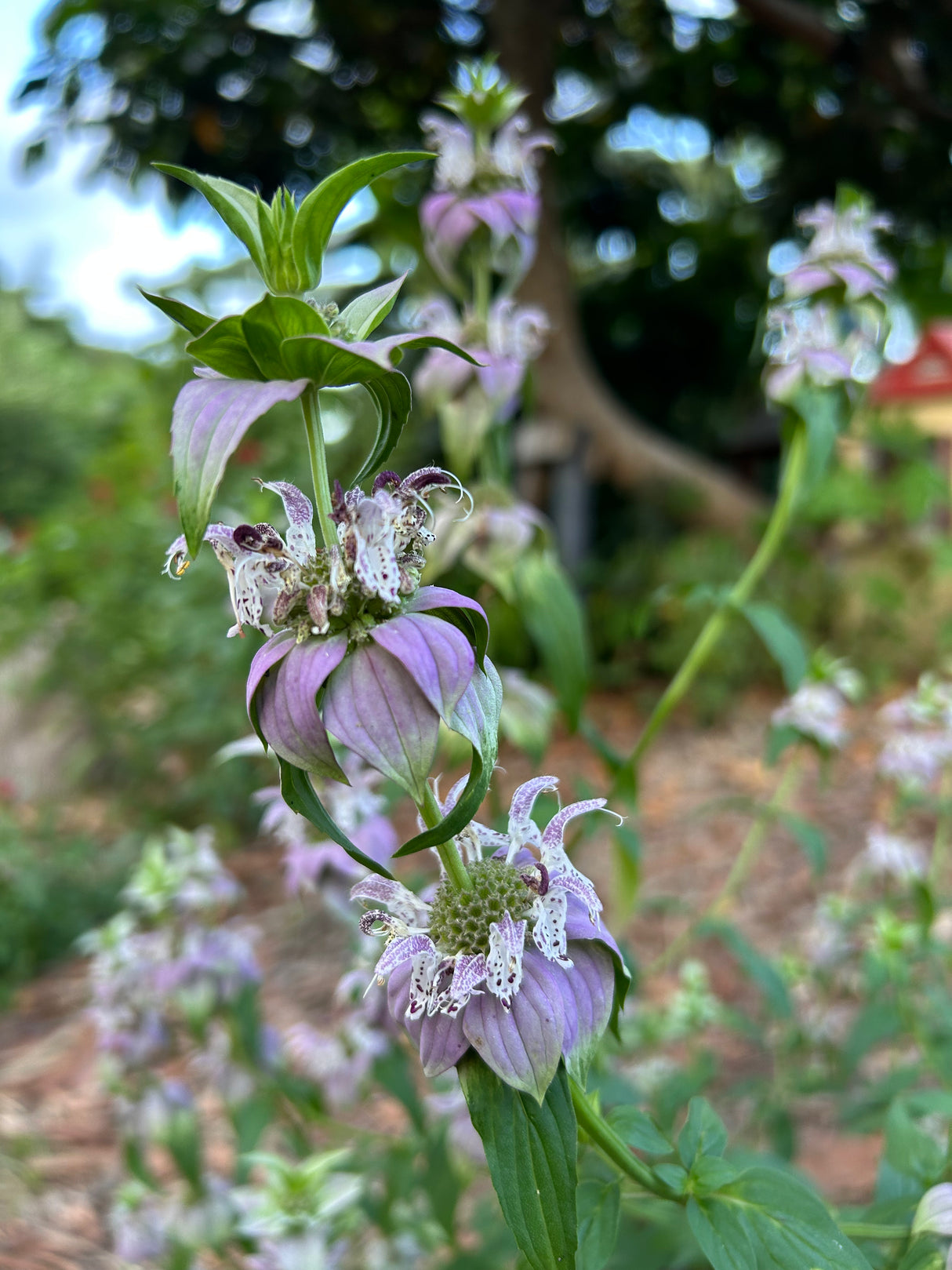 Spotted Bee Balm Plant
