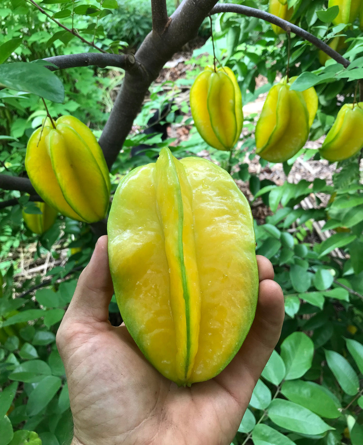 Carambola (Starfruit) Tree 'Bell'