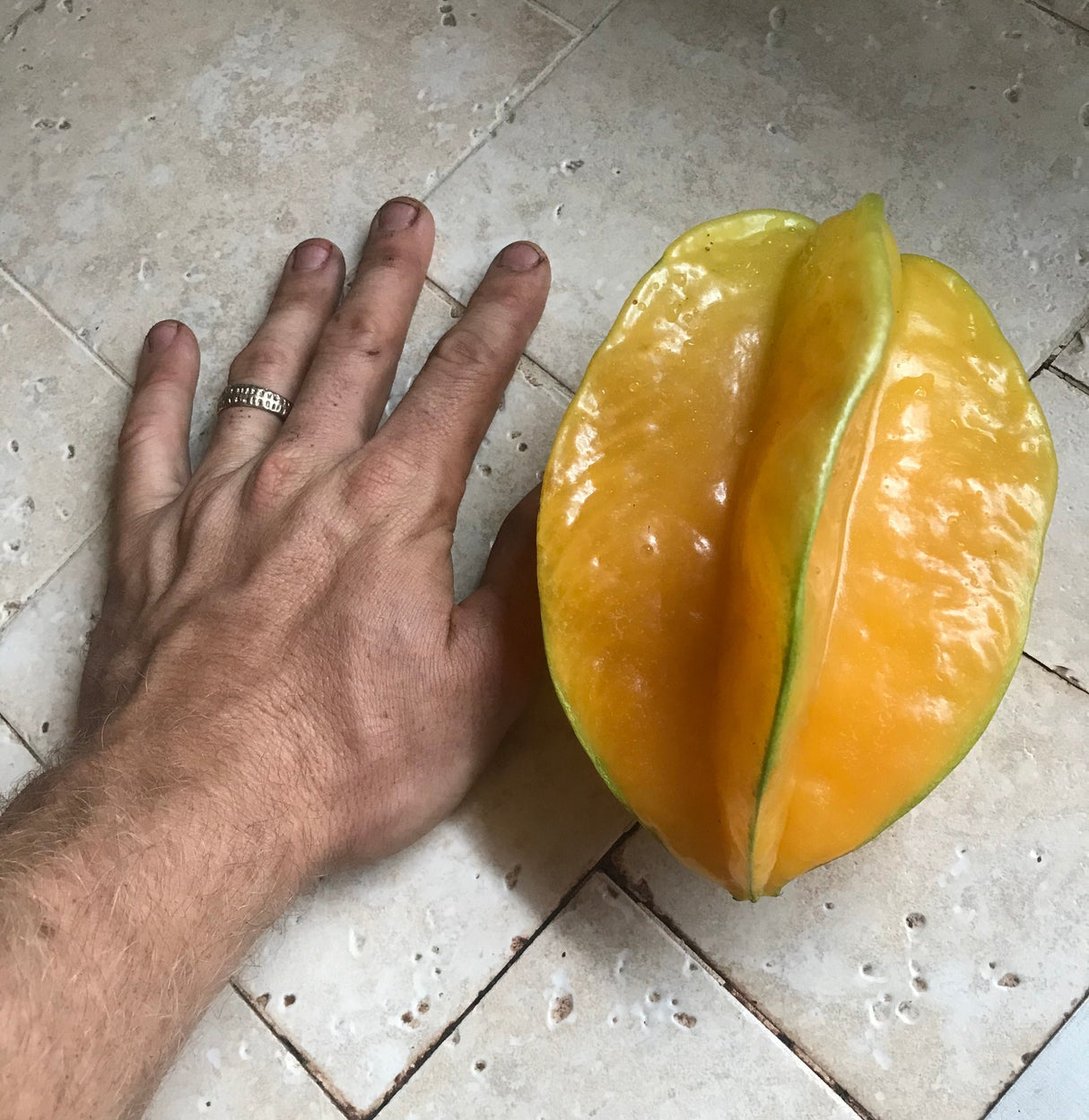 Carambola (Starfruit) Tree 'Bell'
