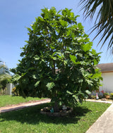 Breadfruit Tree 'Yellowheart'