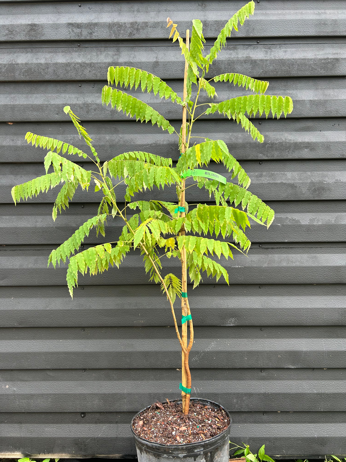 Bilimbi Tree