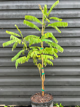 Bilimbi Tree