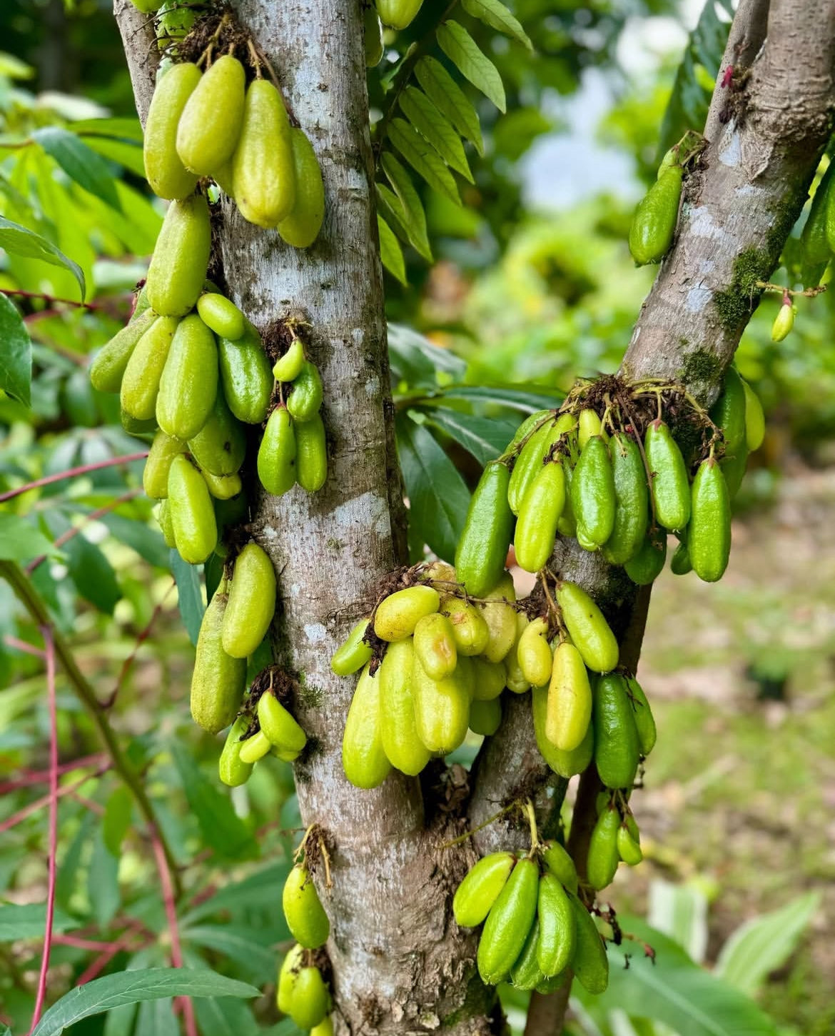 Bilimbi Tree