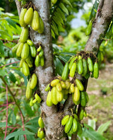 Bilimbi Tree