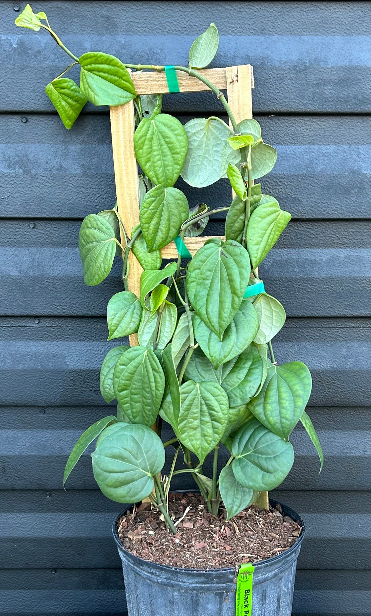 Black Pepper Vine