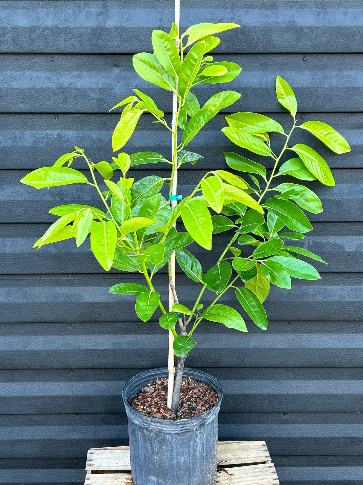 Black Sapote Tree 'Black Beauty'