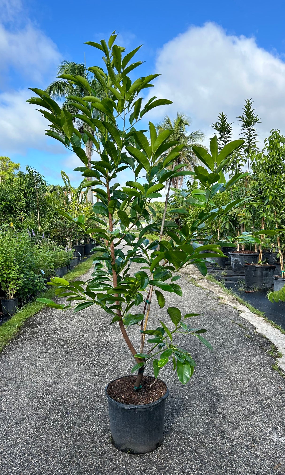 Black Sapote Tree 'Matt's Giant'