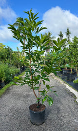 Black Sapote Tree 'Matt's Giant'