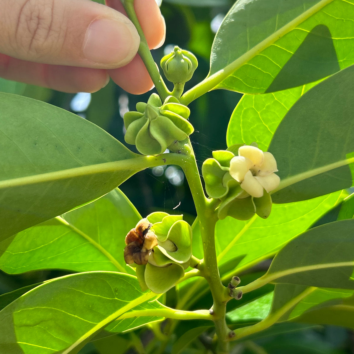 Black Sapote Tree 'Wilson' – Incredible Edible Landscapes