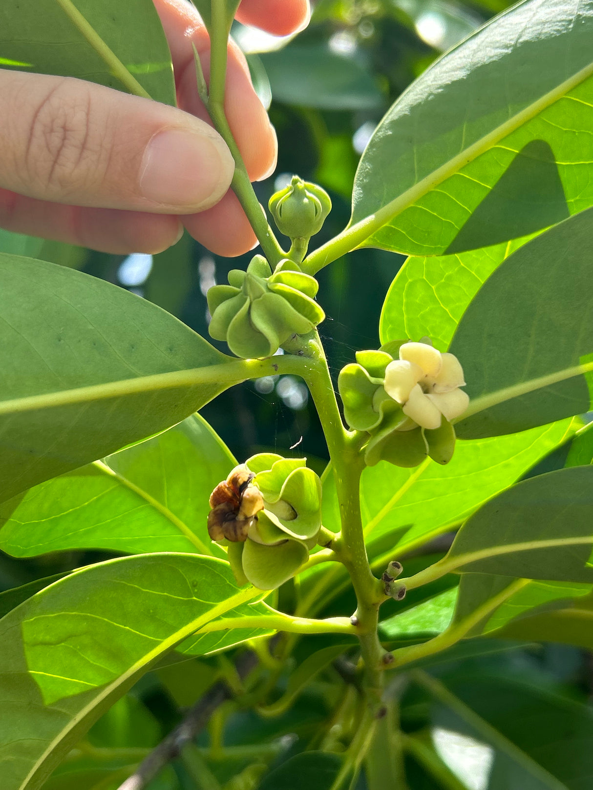 Black Sapote Tree 'Wilson'
