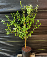 Blackberry Jam Fruit Plant