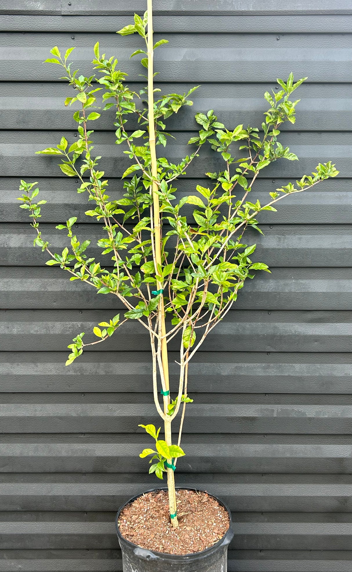 Blackberry Jam Fruit Plant
