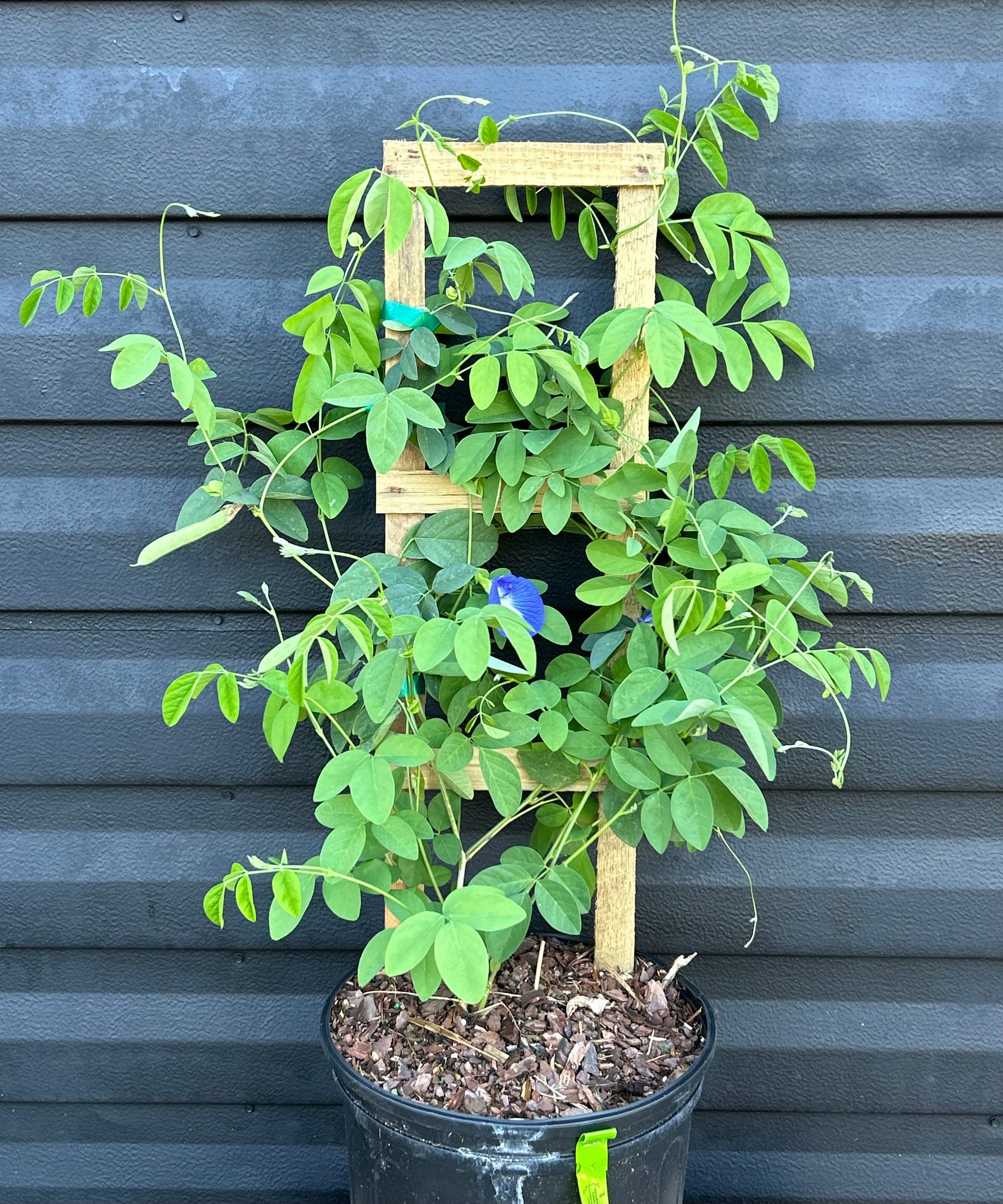 butterfly pea plant indoors Blue Butterfly Pea Plant