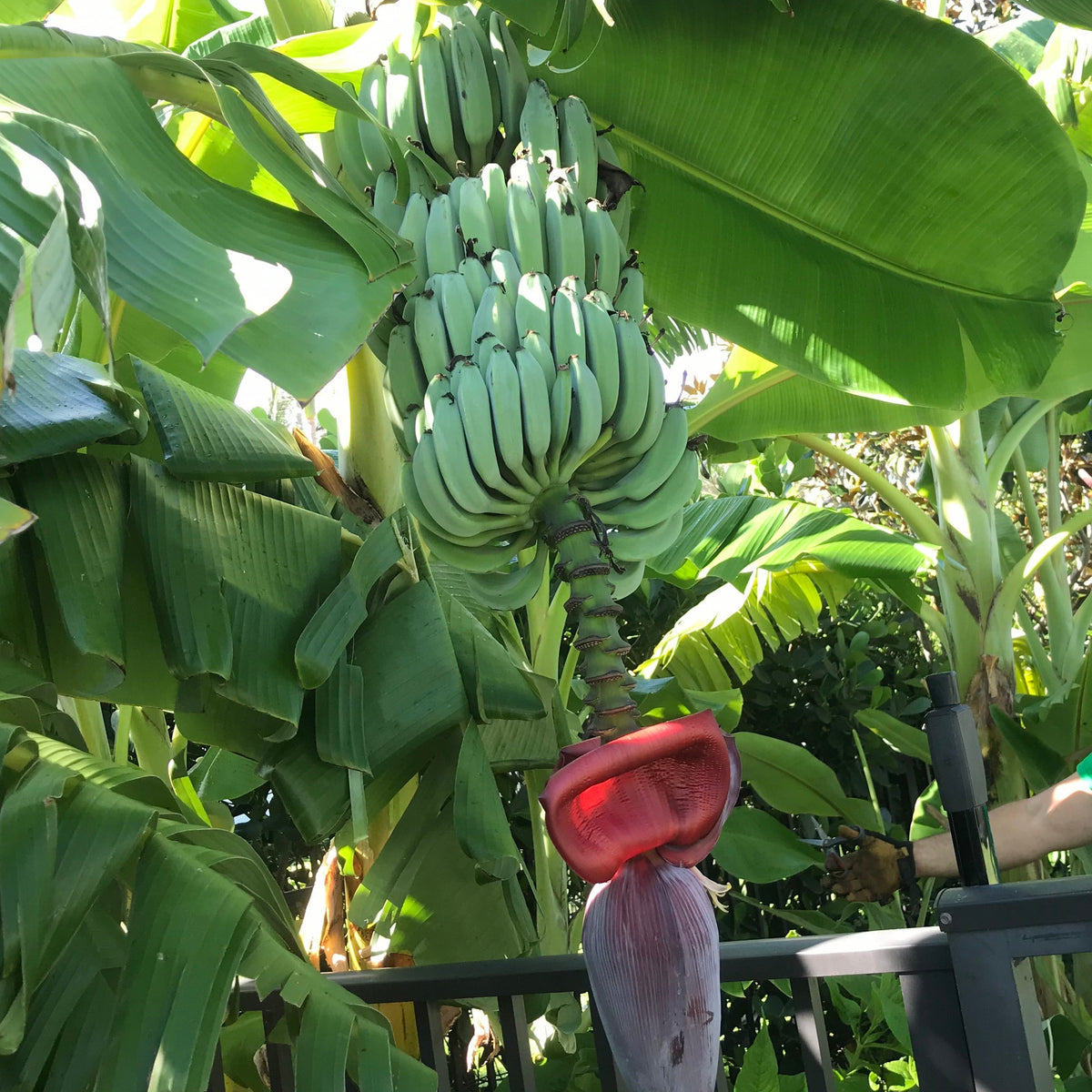 Dole Blue Java Banana Plant 'Blue Java' – Incredible Edible Landscapes