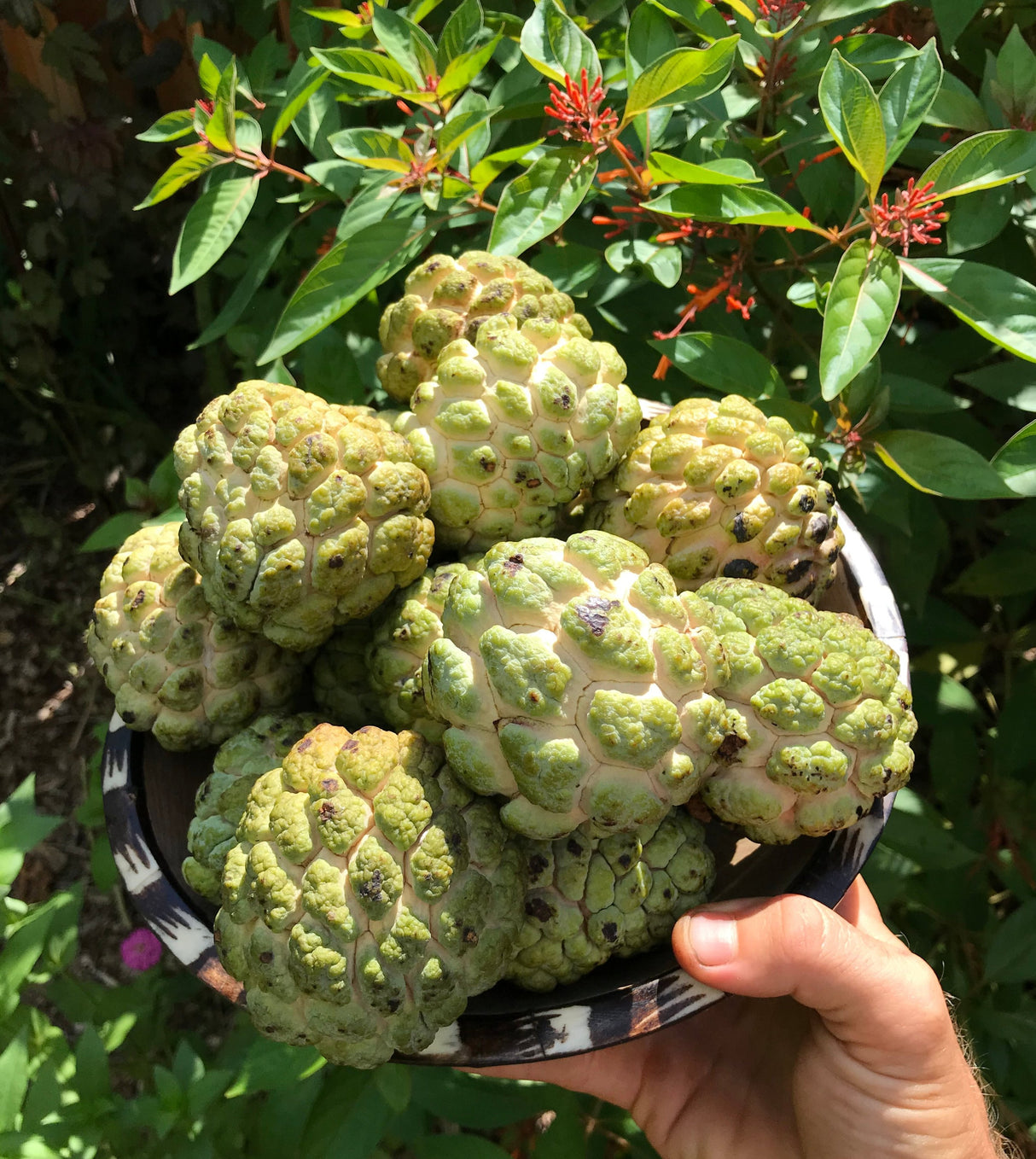 Sugar Apple Tree ‘Thai Green’