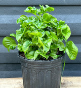 Brazilian Spinach Plant