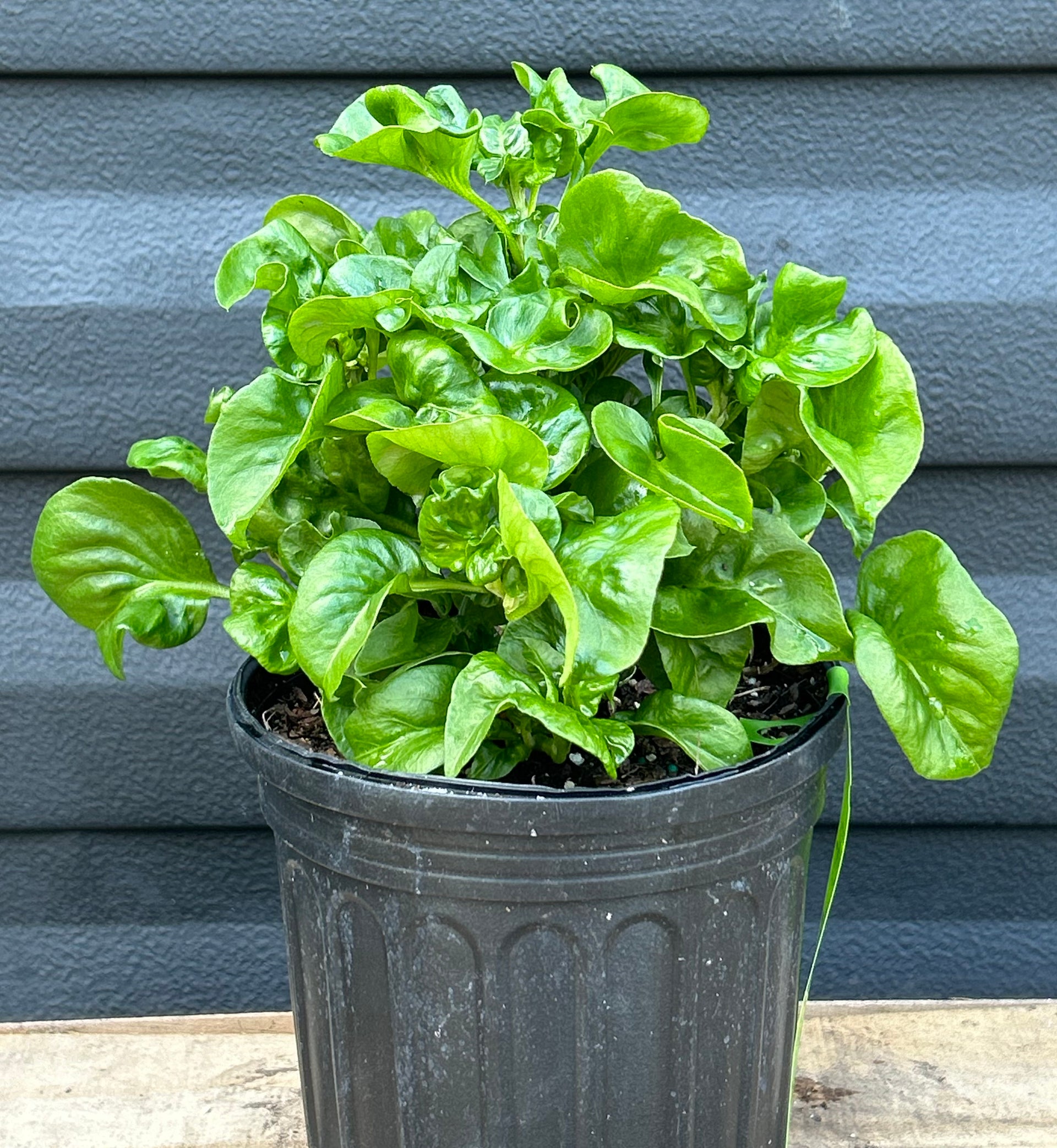 Brazilian Spinach Plant – Incredible Edible Landscapes