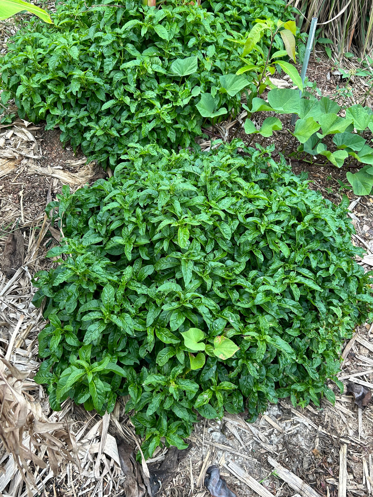 Brazilian Spinach Plant