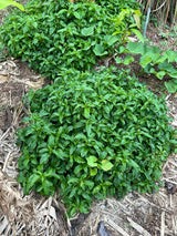 Brazilian Spinach Plant