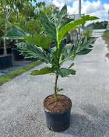 Breadfruit Tree 'Ma'afala'