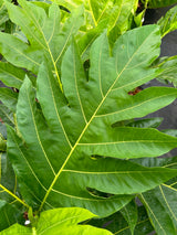 Breadfruit Tree 'Ma'afala'
