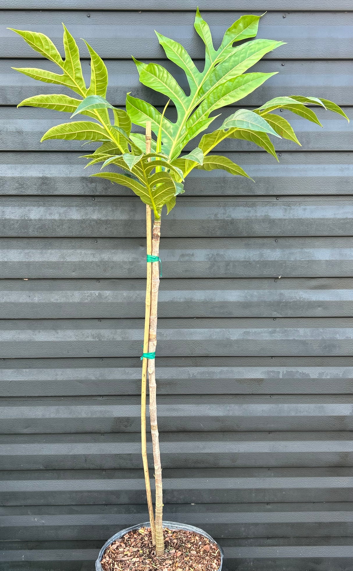 Breadfruit Tree 'Yellowheart'