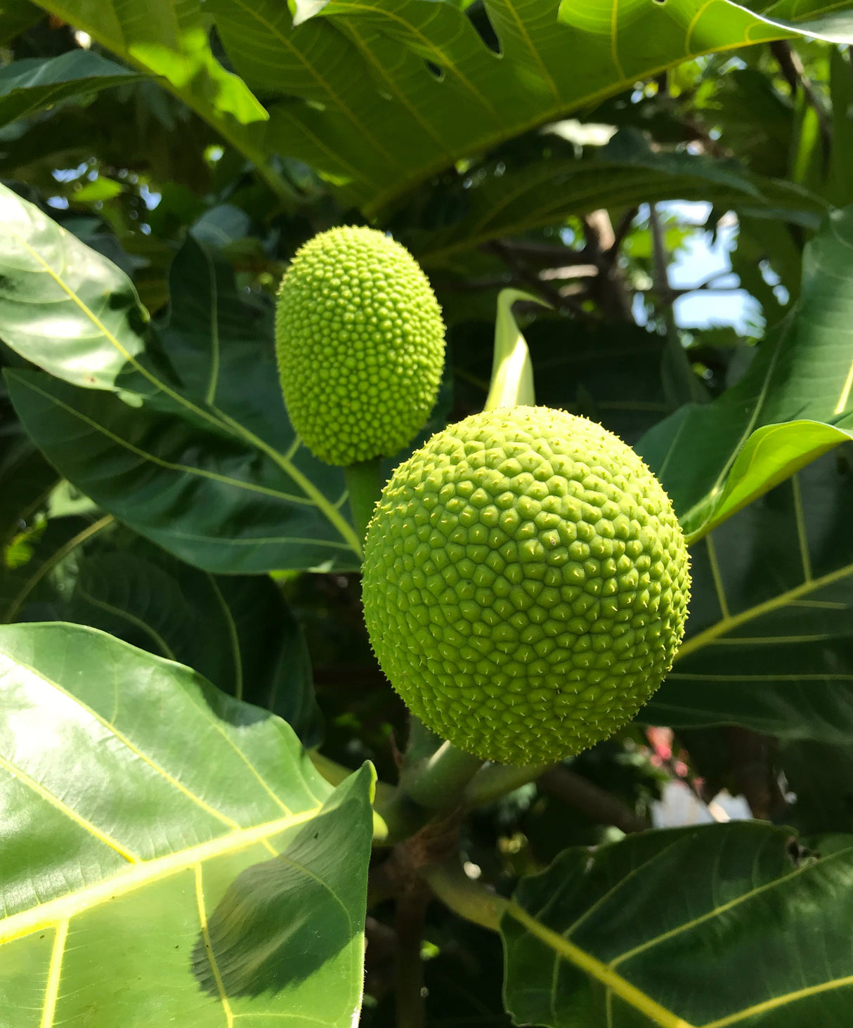 Breadfruit Tree 'Yellowheart'