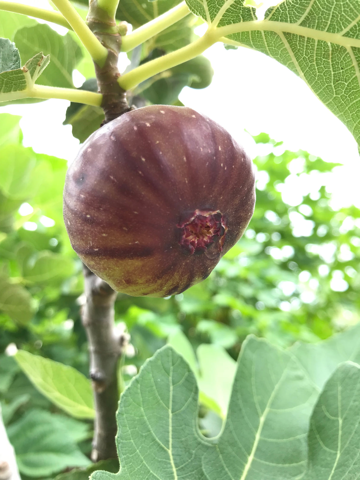 Fig Tree ‘Brown Turkey’
