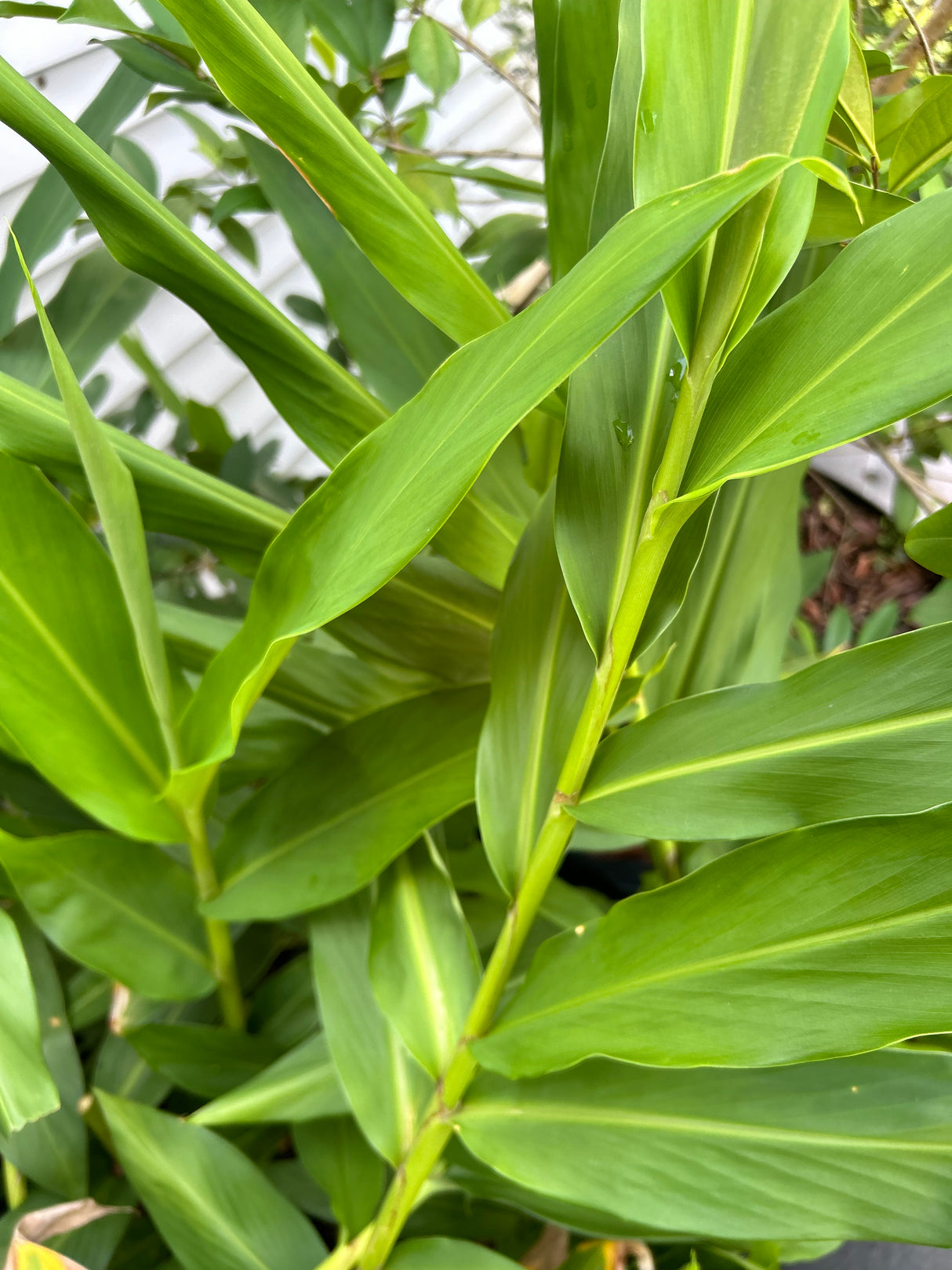 Ginger Plant ‘White Butterfly’