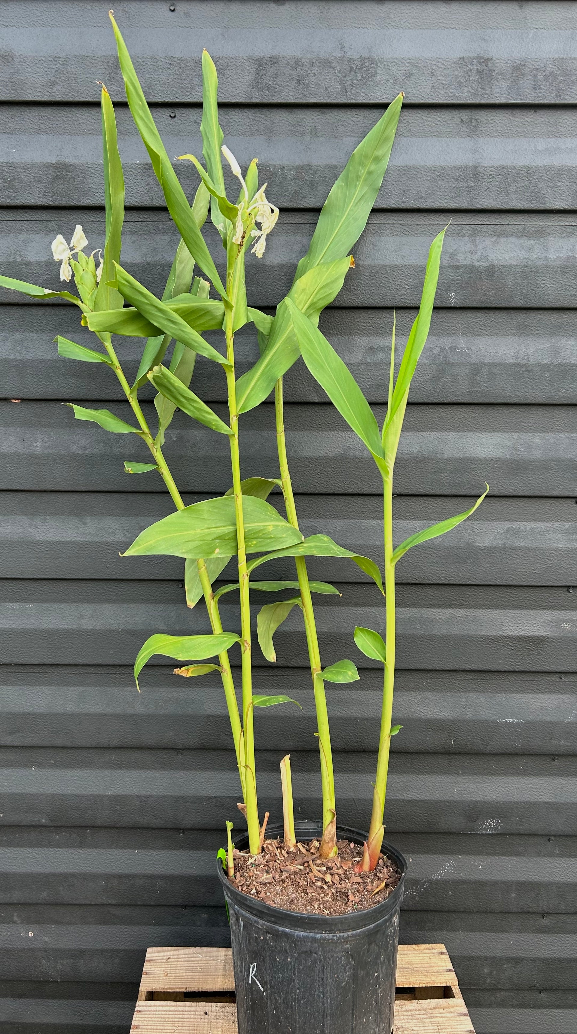 ginger house plant Ginger Plant 'White Butterfly' – Incredible Edible Landscapes